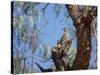 Two Green Barred Woodpeckers Perching in a Tree-Alex Saberi-Stretched Canvas