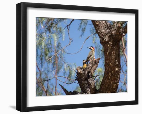 Two Green Barred Woodpeckers Perching in a Tree-Alex Saberi-Framed Premium Photographic Print