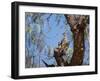 Two Green Barred Woodpeckers Perching in a Tree-Alex Saberi-Framed Premium Photographic Print