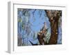 Two Green Barred Woodpeckers Perching in a Tree-Alex Saberi-Framed Premium Photographic Print