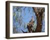 Two Green Barred Woodpeckers Perching in a Tree-Alex Saberi-Framed Photographic Print