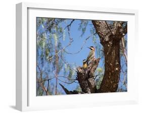 Two Green Barred Woodpeckers Perching in a Tree-Alex Saberi-Framed Photographic Print