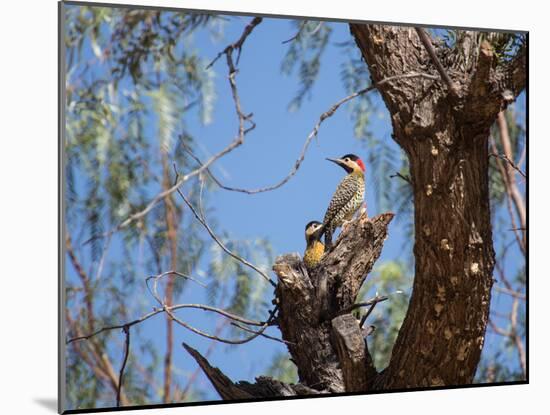 Two Green Barred Woodpeckers Perching in a Tree-Alex Saberi-Mounted Photographic Print