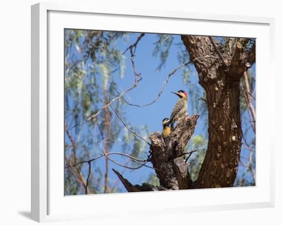 Two Green Barred Woodpeckers Perching in a Tree-Alex Saberi-Framed Photographic Print