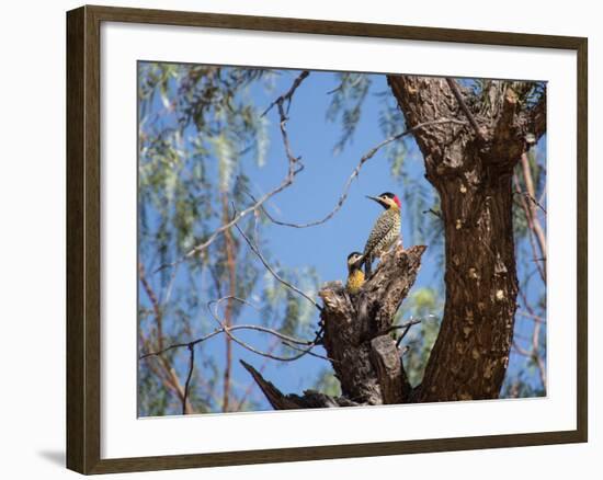 Two Green Barred Woodpeckers Perching in a Tree-Alex Saberi-Framed Photographic Print