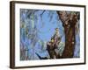 Two Green Barred Woodpeckers Perching in a Tree-Alex Saberi-Framed Photographic Print