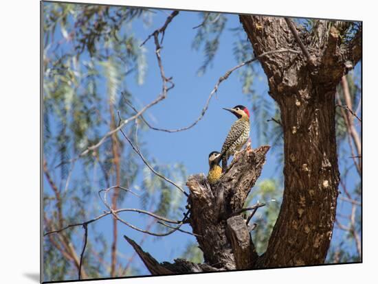 Two Green Barred Woodpeckers Perching in a Tree-Alex Saberi-Mounted Photographic Print