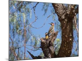 Two Green Barred Woodpeckers Perching in a Tree-Alex Saberi-Mounted Photographic Print