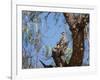 Two Green Barred Woodpeckers Perching in a Tree-Alex Saberi-Framed Photographic Print
