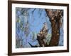 Two Green Barred Woodpeckers Perching in a Tree-Alex Saberi-Framed Photographic Print