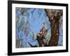 Two Green Barred Woodpeckers Perching in a Tree-Alex Saberi-Framed Photographic Print