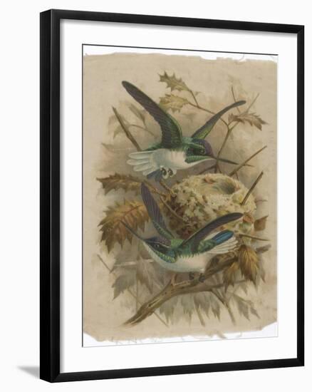 Two Green Birds Nest Building-null-Framed Photographic Print