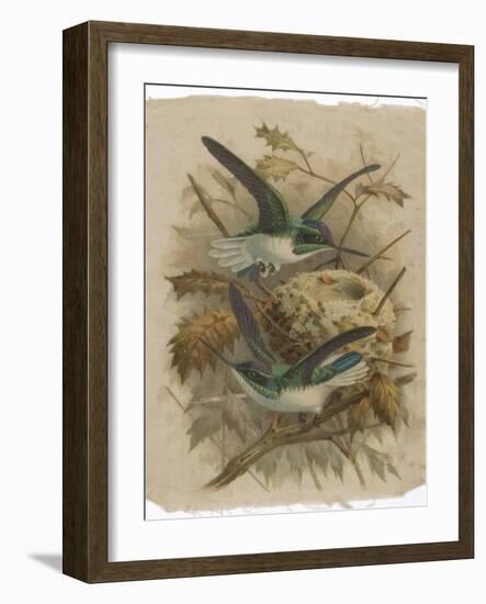 Two Green Birds Nest Building-null-Framed Photographic Print