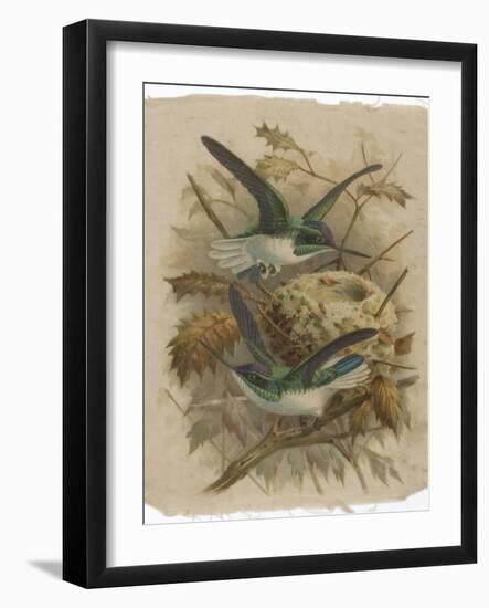 Two Green Birds Nest Building-null-Framed Photographic Print