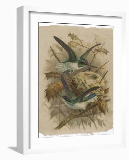 Two Green Birds Nest Building-null-Framed Photographic Print