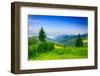 Two Green Pine Tree on Meadow in the Mountains Early Morning-pellinni-Framed Photographic Print