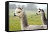 Two Grey Alpacas-acceleratorhams-Framed Stretched Canvas