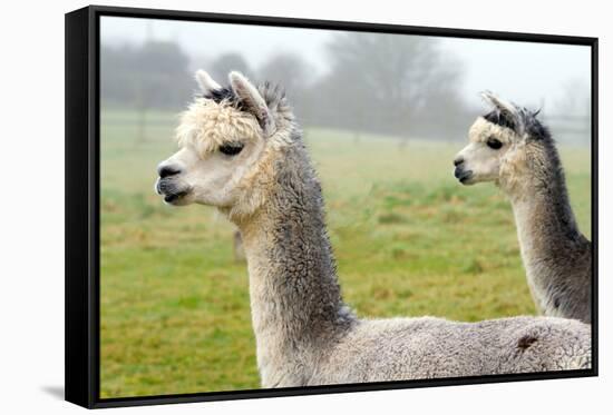 Two Grey Alpacas-acceleratorhams-Framed Stretched Canvas