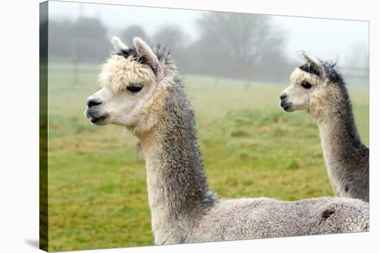 Two Grey Alpacas-acceleratorhams-Stretched Canvas