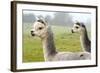 Two Grey Alpacas-acceleratorhams-Framed Photographic Print