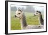 Two Grey Alpacas-acceleratorhams-Framed Photographic Print