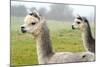 Two Grey Alpacas-acceleratorhams-Mounted Photographic Print