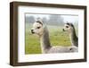 Two Grey Alpacas-acceleratorhams-Framed Photographic Print