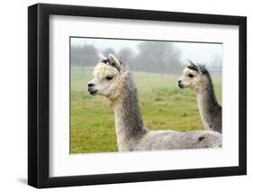 Two Grey Alpacas-acceleratorhams-Framed Photographic Print