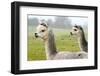 Two Grey Alpacas-acceleratorhams-Framed Photographic Print