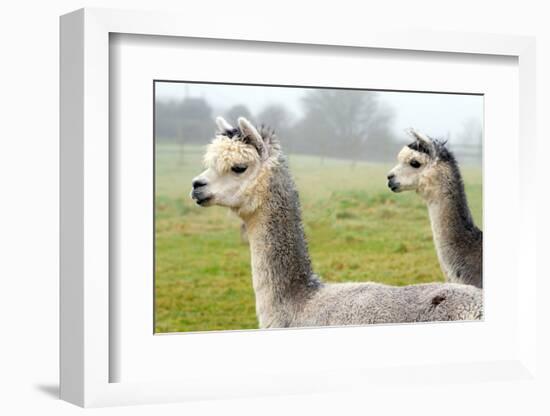 Two Grey Alpacas-acceleratorhams-Framed Photographic Print