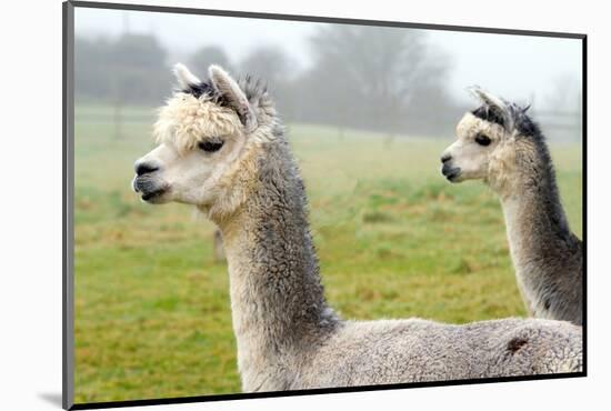 Two Grey Alpacas-acceleratorhams-Mounted Photographic Print