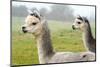 Two Grey Alpacas-acceleratorhams-Mounted Photographic Print