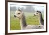 Two Grey Alpacas-acceleratorhams-Framed Photographic Print