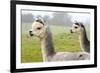 Two Grey Alpacas-acceleratorhams-Framed Photographic Print