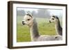 Two Grey Alpacas-acceleratorhams-Framed Photographic Print