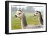 Two Grey Alpacas-acceleratorhams-Framed Photographic Print