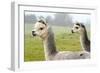 Two Grey Alpacas-acceleratorhams-Framed Photographic Print