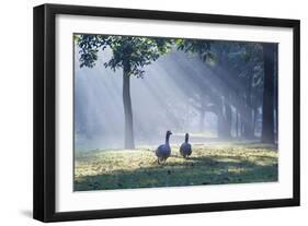 Two Grey Geese Run Though the Early Morning Mists of Ibirapuera Park-Alex Saberi-Framed Photographic Print