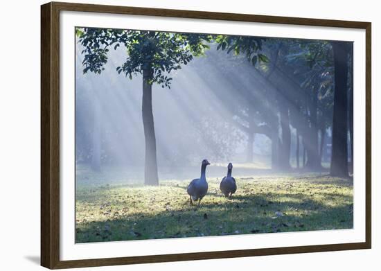 Two Grey Geese Run Though the Early Morning Mists of Ibirapuera Park-Alex Saberi-Framed Photographic Print