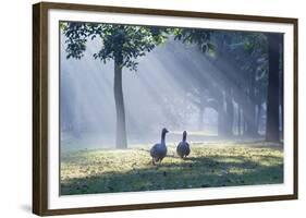 Two Grey Geese Run Though the Early Morning Mists of Ibirapuera Park-Alex Saberi-Framed Photographic Print