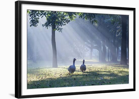 Two Grey Geese Run Though the Early Morning Mists of Ibirapuera Park-Alex Saberi-Framed Photographic Print