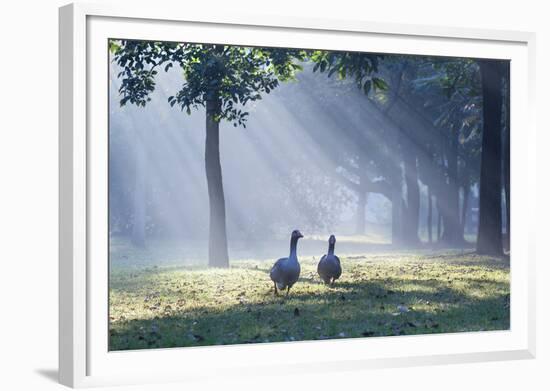 Two Grey Geese Run Though the Early Morning Mists of Ibirapuera Park-Alex Saberi-Framed Photographic Print