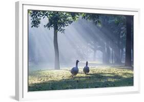 Two Grey Geese Run Though the Early Morning Mists of Ibirapuera Park-Alex Saberi-Framed Photographic Print