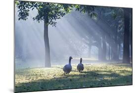 Two Grey Geese Run Though the Early Morning Mists of Ibirapuera Park-Alex Saberi-Mounted Photographic Print