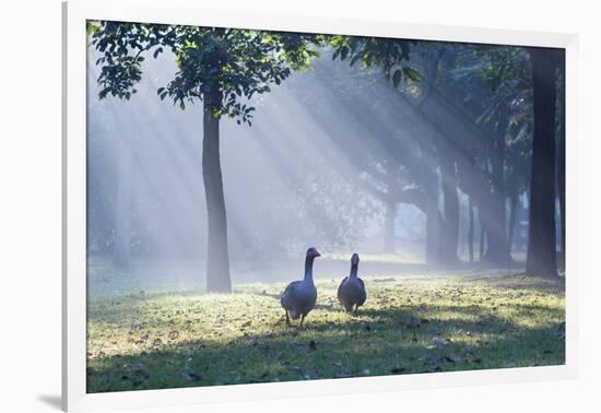 Two Grey Geese Run Though the Early Morning Mists of Ibirapuera Park-Alex Saberi-Framed Photographic Print