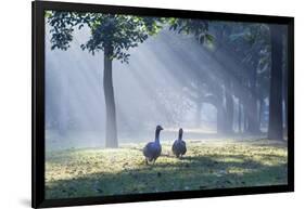 Two Grey Geese Run Though the Early Morning Mists of Ibirapuera Park-Alex Saberi-Framed Photographic Print