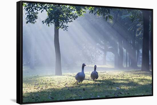 Two Grey Geese Run Though the Early Morning Mists of Ibirapuera Park-Alex Saberi-Framed Stretched Canvas