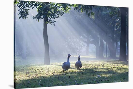 Two Grey Geese Run Though the Early Morning Mists of Ibirapuera Park-Alex Saberi-Stretched Canvas