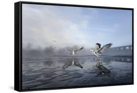 Two Grey Herons (Ardea Cinerea) on Ice, Squabbling over Fish, River Tame, Stockport, UK-Terry Whittaker-Framed Stretched Canvas