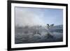 Two Grey Herons (Ardea Cinerea) on Ice, Squabbling over Fish, River Tame, Stockport, UK-Terry Whittaker-Framed Photographic Print